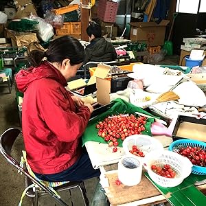 竹城青果 母の日 ぴったり!山形県産 さくらんぼ 佐藤錦 プレミアムボックス Mサイズ