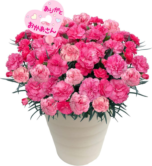 花のギフト社 母の日 花 カーネーション 母の日ギフト 鉢植え プレゼント いちごホイップ 7号