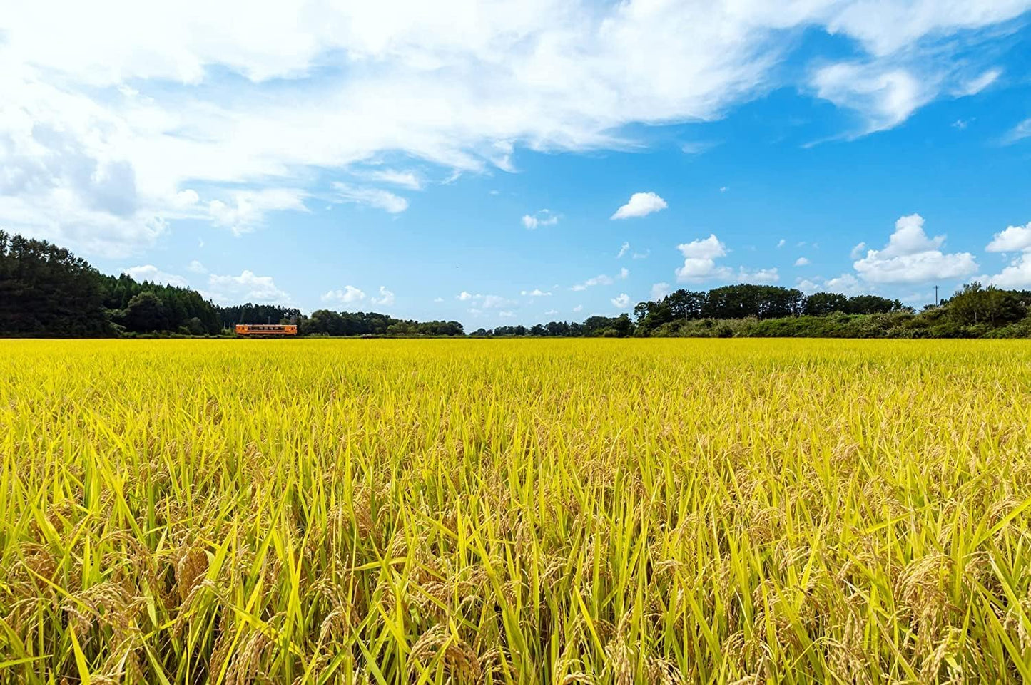 パールライス 青森県産 白米 青天の霹靂 5kg 令和7年産