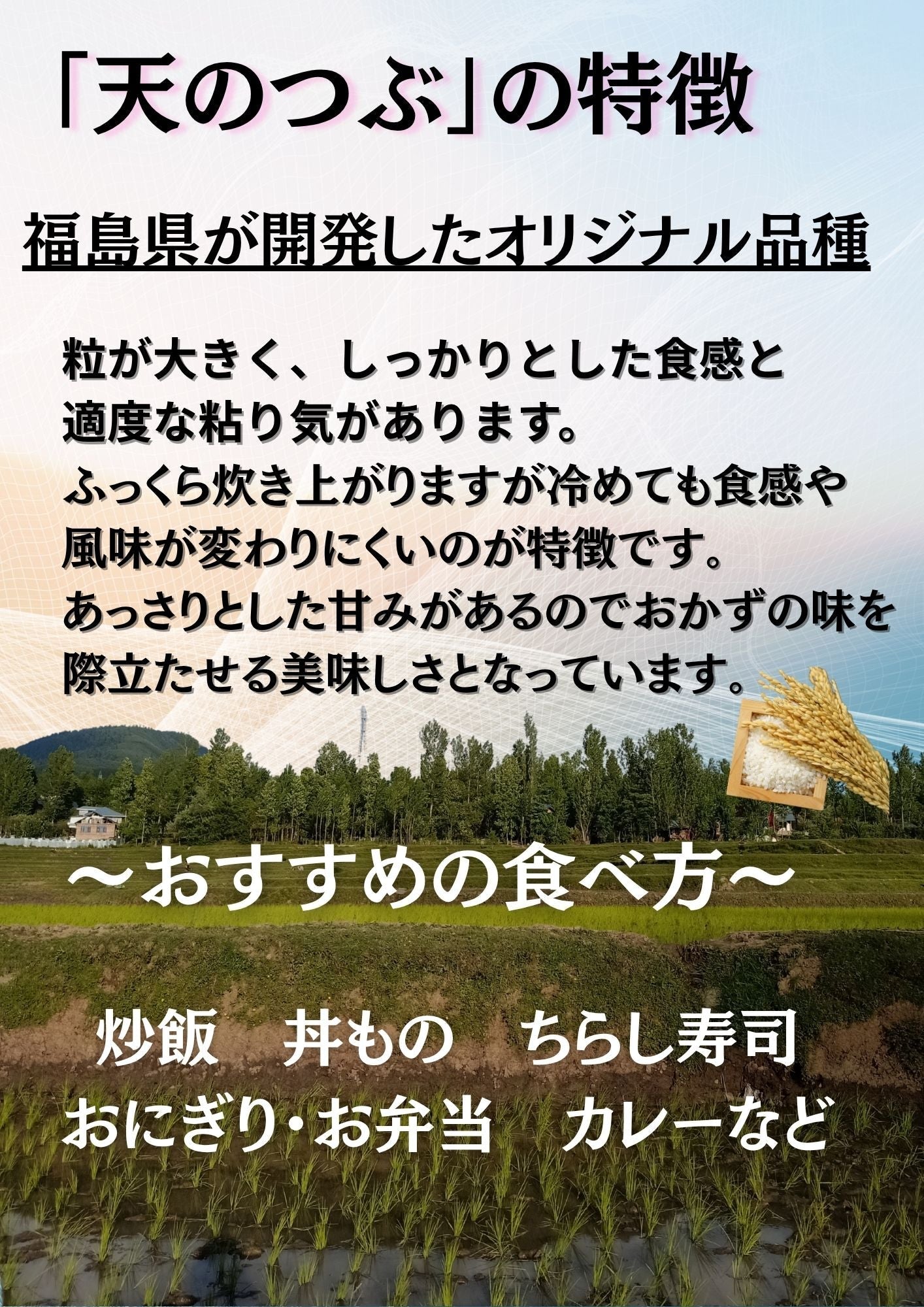 復活お試し価格 福島県産天のつぶ 白米 10kg(5kg×2袋) 令和7年産 送料無料 米 10kg お米 10kg