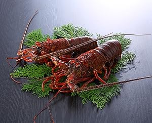 伊勢海老 【千葉県産】 4-6尾 約450g 冷凍 海老/プライドフィッシュ認定品 自宅用 小ぶりの伊勢えび/刺身 味噌汁 おせち 海鮮 エビ 伊勢エビ 伊勢えび
