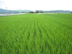 森のくまさん 減農薬米 【 白米 】 令和7年産 熊本産 特別栽培米 JAうき 10kg (5kg×2袋) 白米精米 (精米後約4.5k×2)