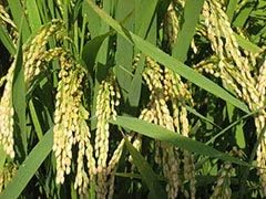 森のくまさん 減農薬米 【 白米 】 令和7年産 熊本産 特別栽培米 JAうき 10kg (5kg×2袋) 白米精米 (精米後約4.5k×2)