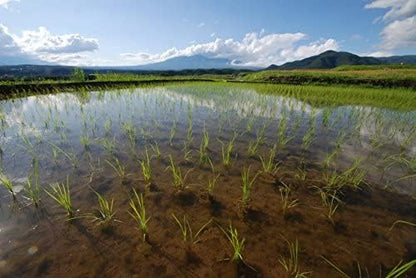 【熊本県産・阿蘇の天然水育ち】 白米 無洗米 5kg 令和7年産 ヒノヒカリ 米 二千年の歴史が色づく米作り/残留農薬ゼロ/放射能ゼロ/重金属基準クリア