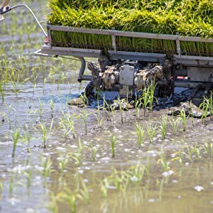 【家計お助け米】米 5kg 令和7年産 秋田県産 家計お助け米 あきたこまち 厳選米 単一原料米100％ (5kg×1袋)