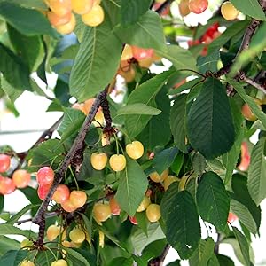 竹城青果 母の日 ぴったり！山形県産 さくらんぼ 佐藤錦 プレミアムボックス Mサイズ