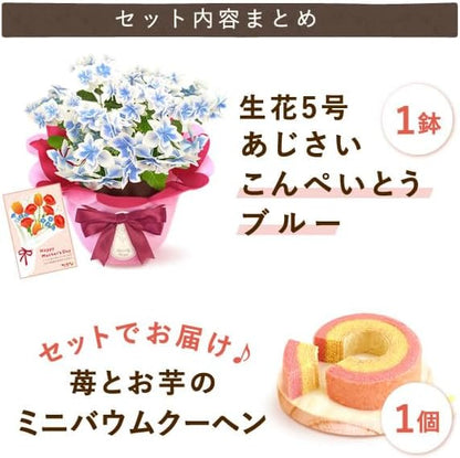 おいもや 母の日 2026 予約 ギフト 花 プレゼント 鉢植え 5号 人気 お菓子 スイーツ 紫陽花 あじさい こんぺいとう 水色 MD