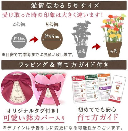 おいもや 母の日 2026 予約 プレゼント ギフト カーネーション 花 人気 鉢植え スイーツ お菓子 どら焼き オルフィカ MD