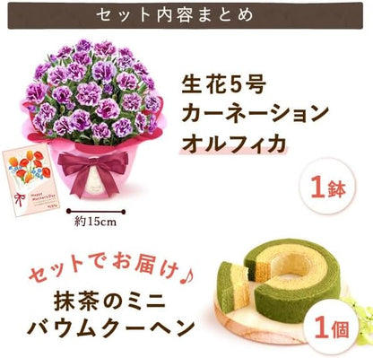 おいもや 母の日 プレゼント 2026 ギフト カーネーション 花 鉢植え スイーツ お菓子 抹茶バウムクーヘン フロランタン MD