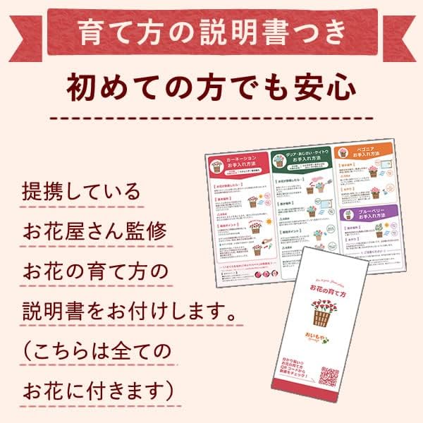 おいもや 母の日 2026 予約 ギフト 花 プレゼント 鉢植え 5号 人気 お菓子 スイーツ 紫陽花 あじさい こんぺいとう 水色 MD