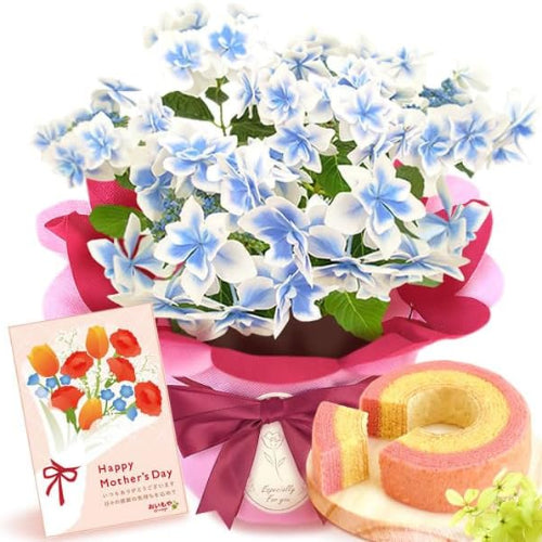 おいもや 母の日 2026 予約 ギフト 花 プレゼント 鉢植え 5号 人気 お菓子 スイーツ 紫陽花 あじさい こんぺいとう 水色 MD