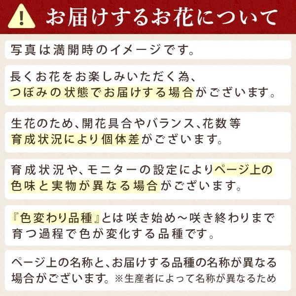 おいもや 母の日 2026 予約 プレゼント ギフト カーネーション 花 人気 鉢植え スイーツ お菓子 どら焼き オルフィカ MD