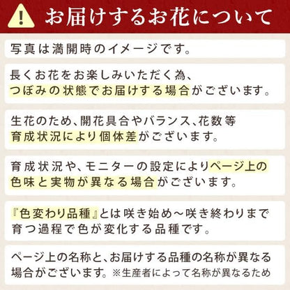 おいもや 母の日 2026 予約 プレゼント ギフト カーネーション 花 人気 鉢植え スイーツ お菓子 どら焼き オルフィカ MD