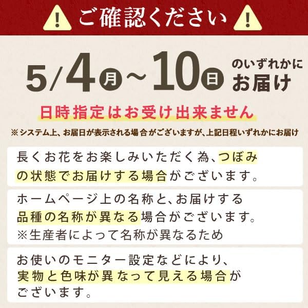 おいもや 母の日 2026 予約 プレゼント ギフト カーネーション 花 人気 鉢植え スイーツ お菓子 どら焼き オルフィカ MD