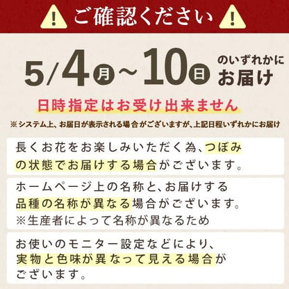 おいもや 母の日 2026 予約 プレゼント ギフト カーネーション 花 人気 鉢植え スイーツ お菓子 どら焼き オルフィカ MD
