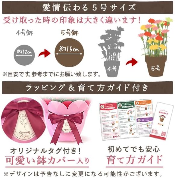 おいもや 母の日 プレゼント 2026 ギフト カーネーション 花 鉢植え スイーツ お菓子 抹茶バウムクーヘン フロランタン MD
