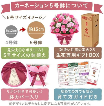 おいもや 母の日 プレゼント 2026 ギフト カーネーション 花 鉢植え スイーツ お菓子 抹茶バウムクーヘン フロランタン MD