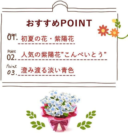 おいもや 母の日 2026 予約 ギフト 花 プレゼント 鉢植え 5号 人気 お菓子 スイーツ 紫陽花 あじさい こんぺいとう 水色 MD