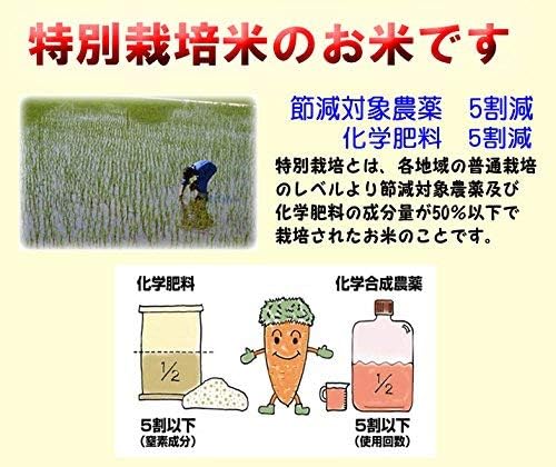 森のくまさん 減農薬米 【 白米 】 令和7年産 熊本産 特別栽培米 JAうき 10kg (5kg×2袋) 白米精米 (精米後約4.5k×2)