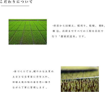 新潟県産コシヒカリ 和泉 ５kg 令和7年産【受注後精米 農家直送】