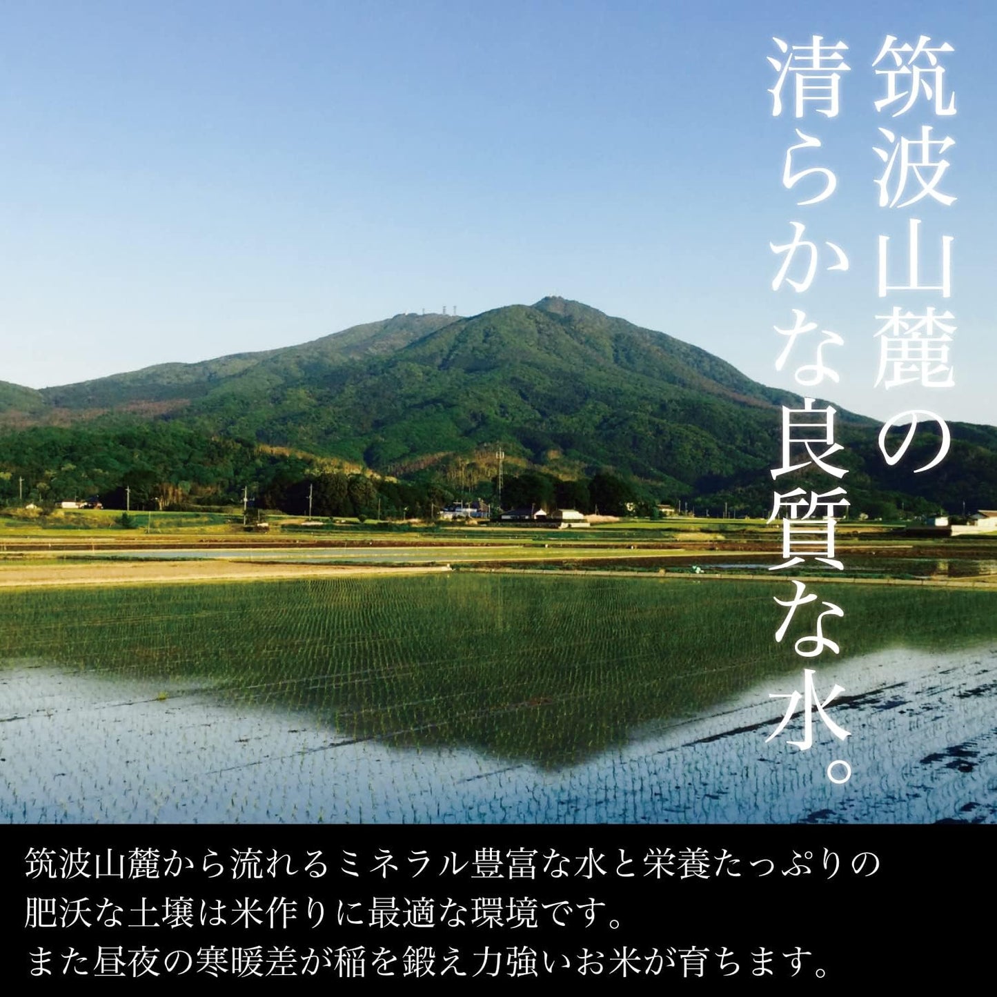 精米 令和７年産 コシヒカリ 常陸小田米 5kg 精米 白米 五ツ星お米マイスター 食味検定90点以上 茨城県産 筑波農場 ふるさとファーム