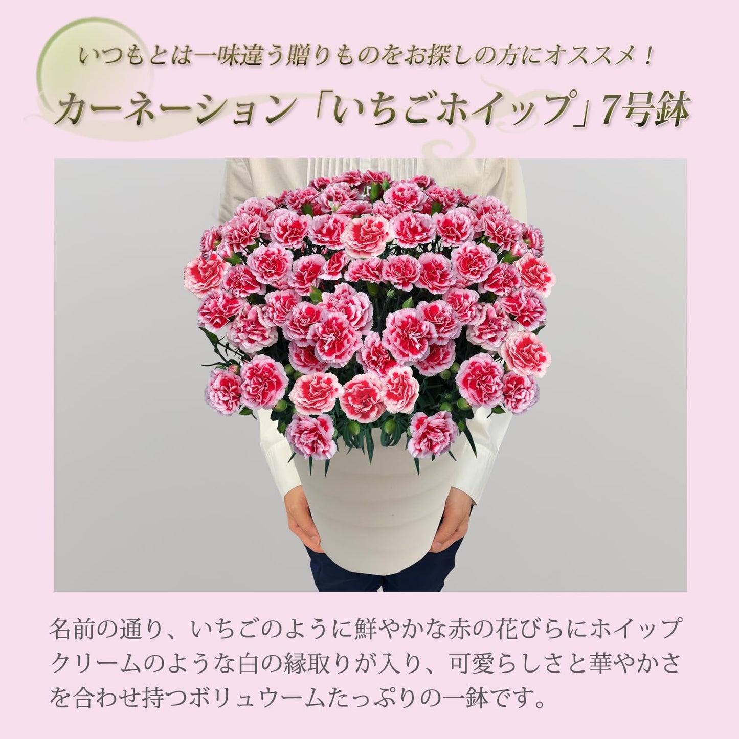 花のギフト社 母の日 花 カーネーション 母の日ギフト 鉢植え プレゼント いちごホイップ 7号