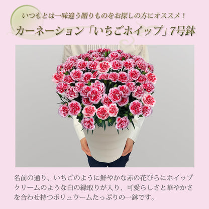 花のギフト社 母の日 花 カーネーション 母の日ギフト 鉢植え プレゼント いちごホイップ 7号
