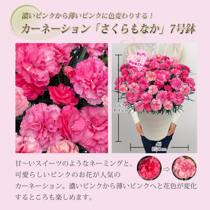 花のギフト社 母の日 花 カーネーション 母の日ギフト 鉢植え プレゼント いちごホイップ 7号
