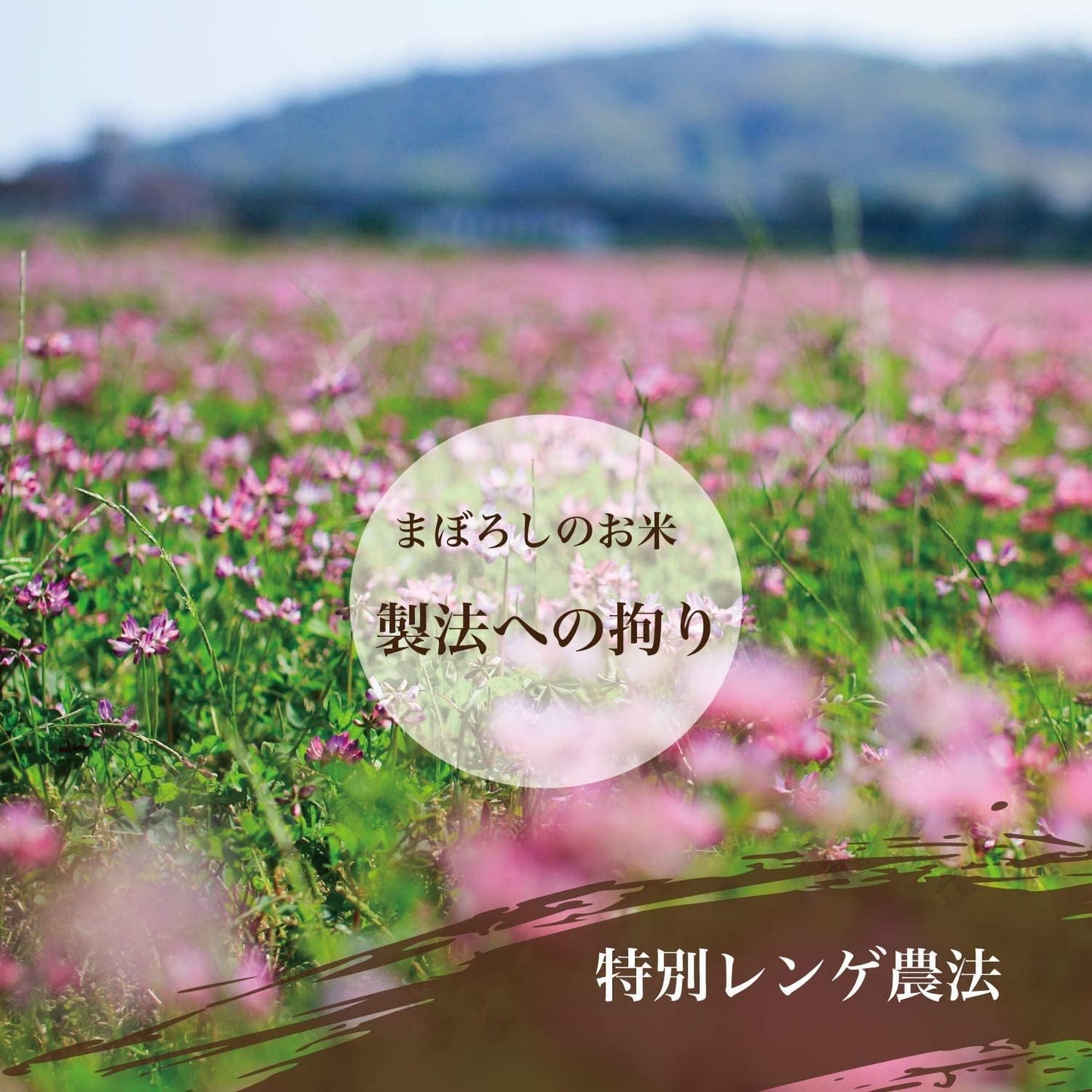 精米 令和７年産 コシヒカリ 常陸小田米 5kg 精米 白米 五ツ星お米マイスター 食味検定90点以上 茨城県産 筑波農場 ふるさとファーム