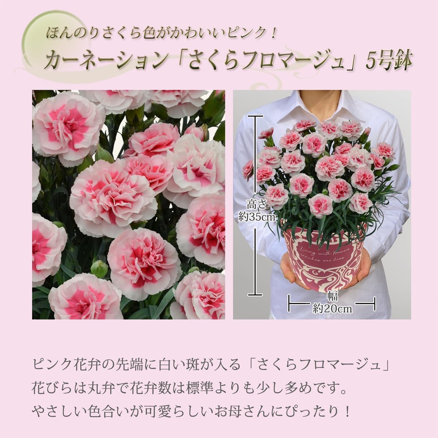 花のギフト社 母の日 花とスイーツ 花 鉢植え カーネーション 花鉢 プレゼント お菓子 スイーツ