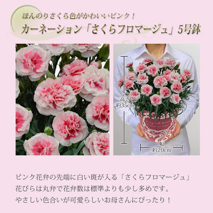花のギフト社 母の日 花とスイーツ 花 鉢植え カーネーション 花鉢 プレゼント お菓子 スイーツ