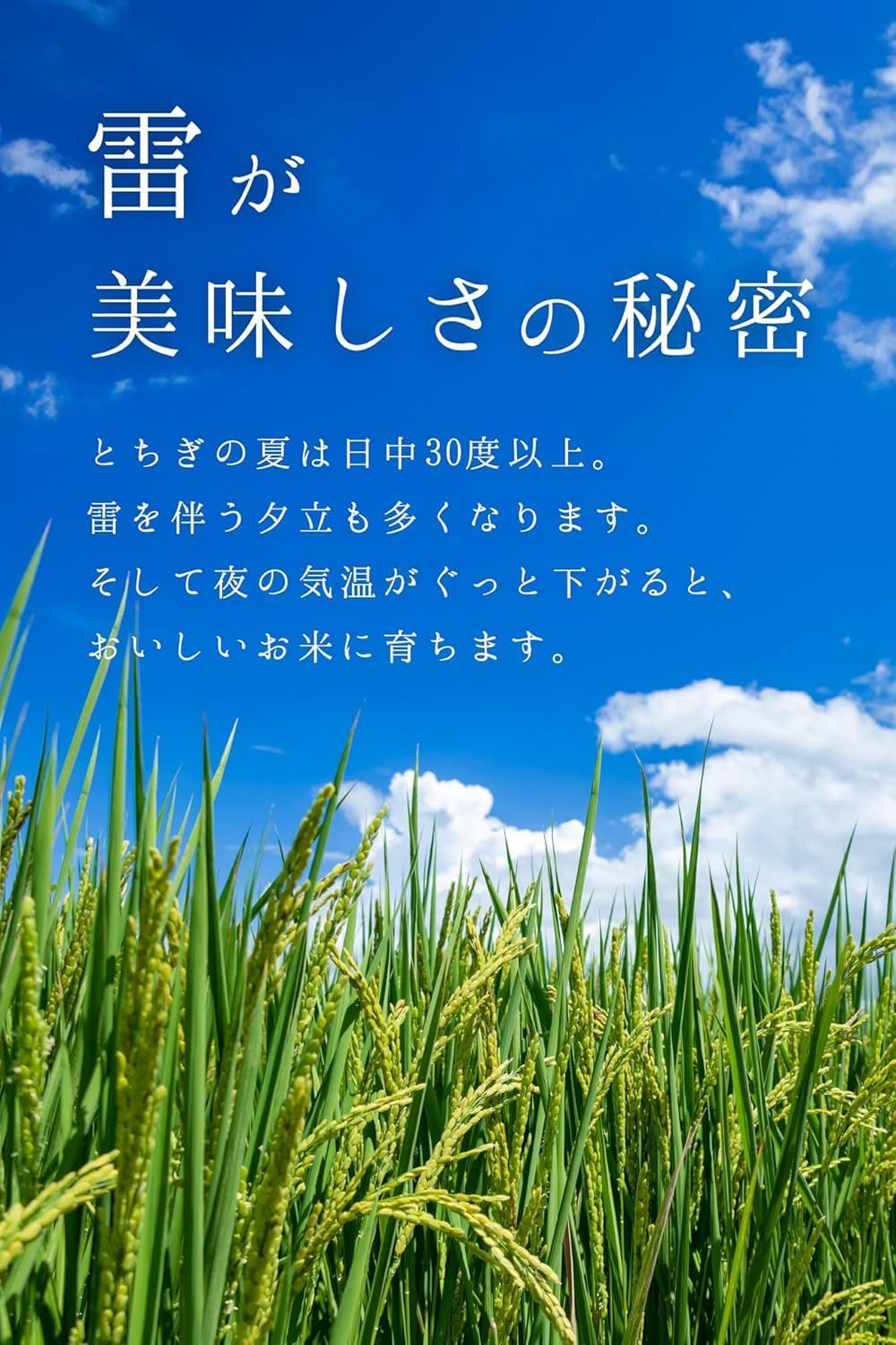 農業生産法人ワタナベ 令和7年産 無洗米 5kg お米 【 大粒 で冷めても美味しい 甘み旨み粒しっかり 】 栃木県 新ブランド とちぎの星 米 おこめ/ 5kg×1袋