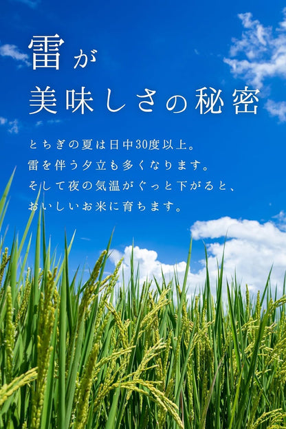 農業生産法人ワタナベ 令和7年産 無洗米 5kg お米 【 大粒 で冷めても美味しい 甘み旨み粒しっかり 】 栃木県 新ブランド とちぎの星 米 おこめ/ 5kg×1袋