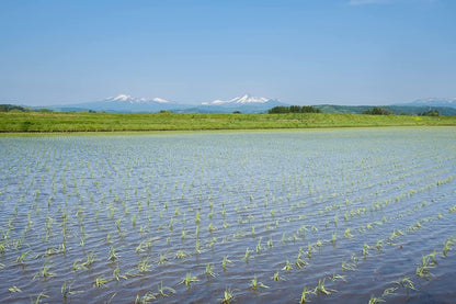 パールライス 青森県産 白米 青天の霹靂 5kg 令和7年産