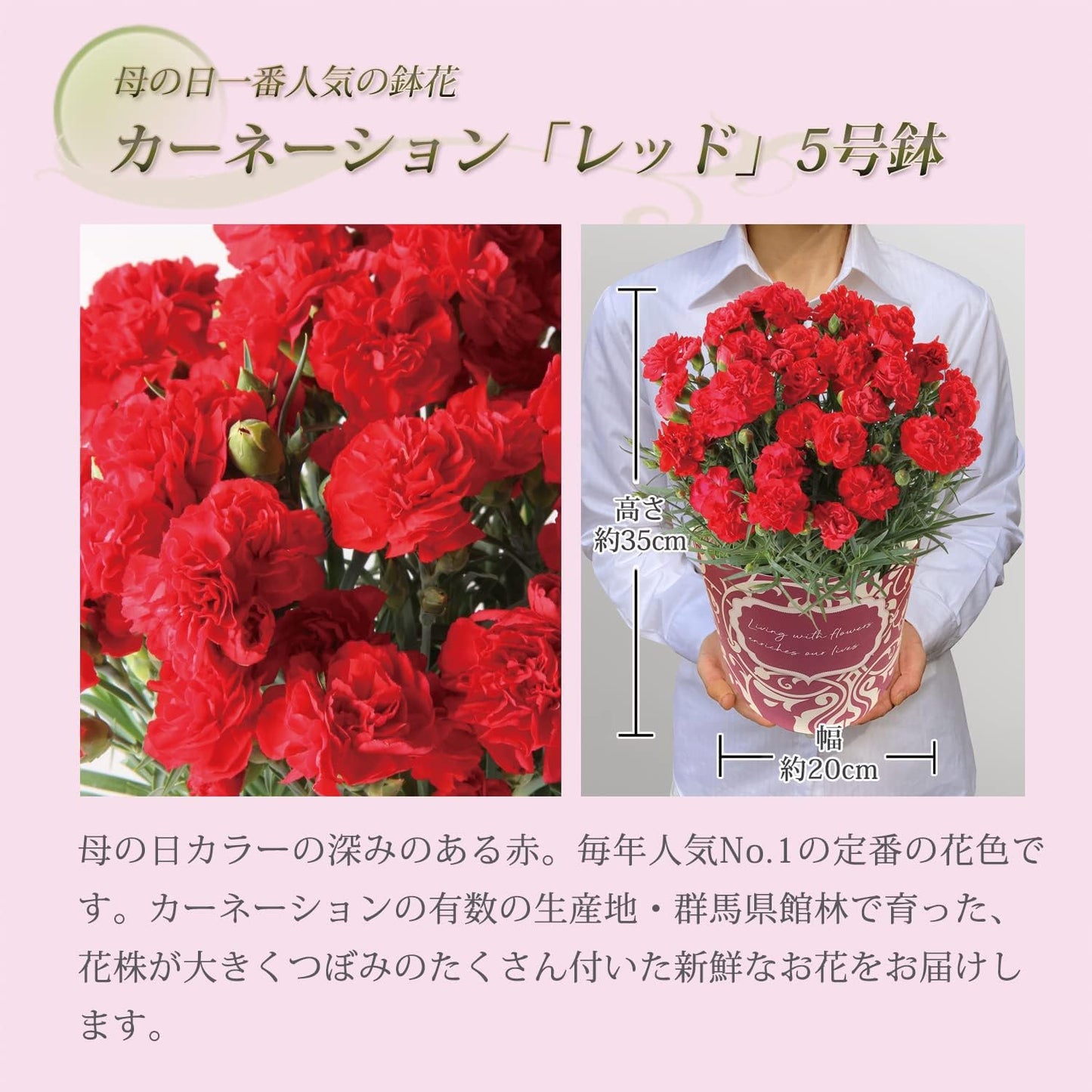 花のギフト社 母の日 花とスイーツ 花 鉢植え カーネーション 花鉢 プレゼント お菓子 スイーツ