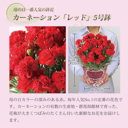 花のギフト社 母の日 花とスイーツ 花 鉢植え カーネーション 花鉢 プレゼント お菓子 スイーツ