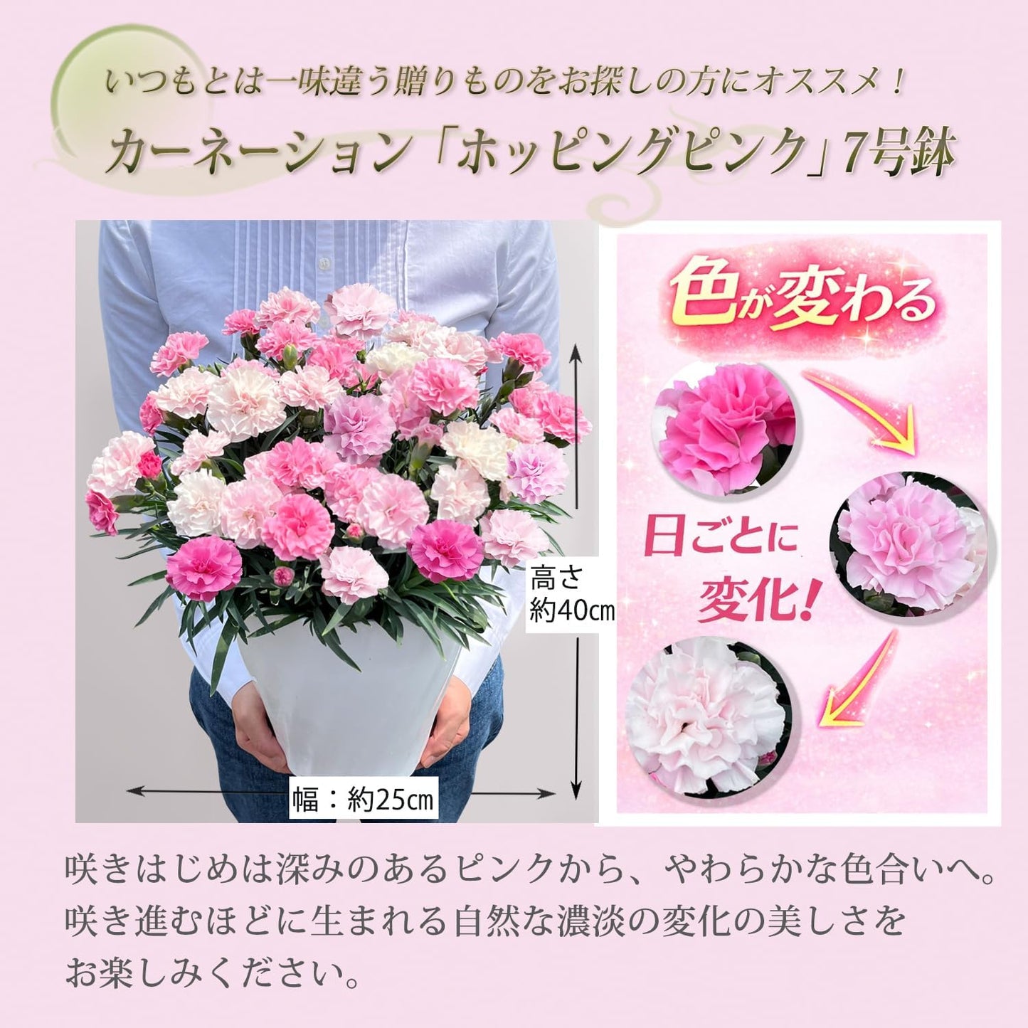 花のギフト社 母の日 花 カーネーション 母の日ギフト 鉢植え プレゼント いちごホイップ 7号