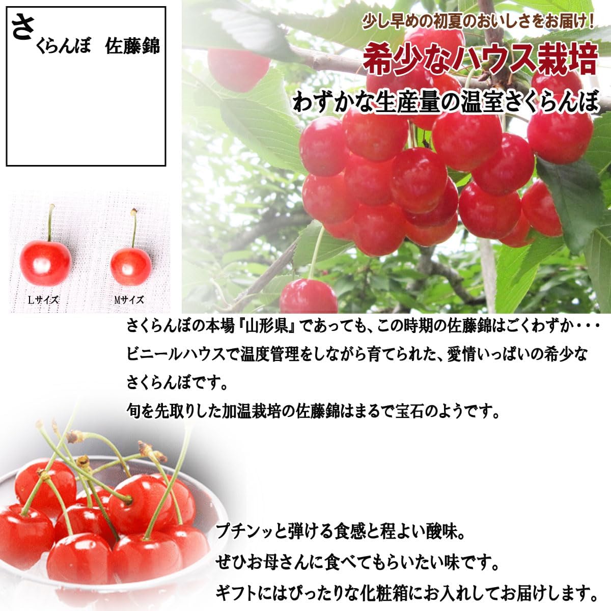 【母の日までお届け】2026 母の日 成澤農園 さくらんぼ ギフト 佐藤錦 M玉 化粧箱入 カーネーション & メッセージカード 付