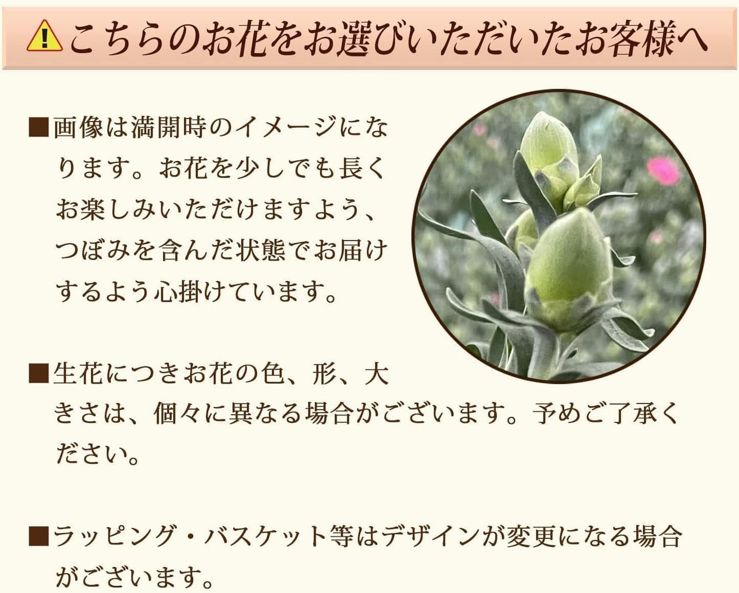 花のギフト社 母の日 花とスイーツ 花 鉢植え カーネーション 花鉢 プレゼント お菓子 スイーツ