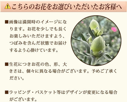 花のギフト社 母の日 花とスイーツ 花 鉢植え カーネーション 花鉢 プレゼント お菓子 スイーツ