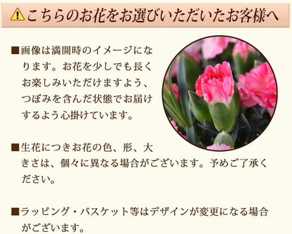 花のギフト社 母の日 花とスイーツ 花 鉢植え カーネーション 花鉢 プレゼント お菓子 スイーツ