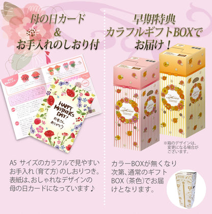 花のギフト社 母の日 花とスイーツ 花 鉢植え カーネーション 花鉢 プレゼント お菓子 スイーツ