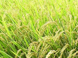 【精米】 新潟県産 無洗米 伊丹米コシヒカリ ５kg 令和7年産