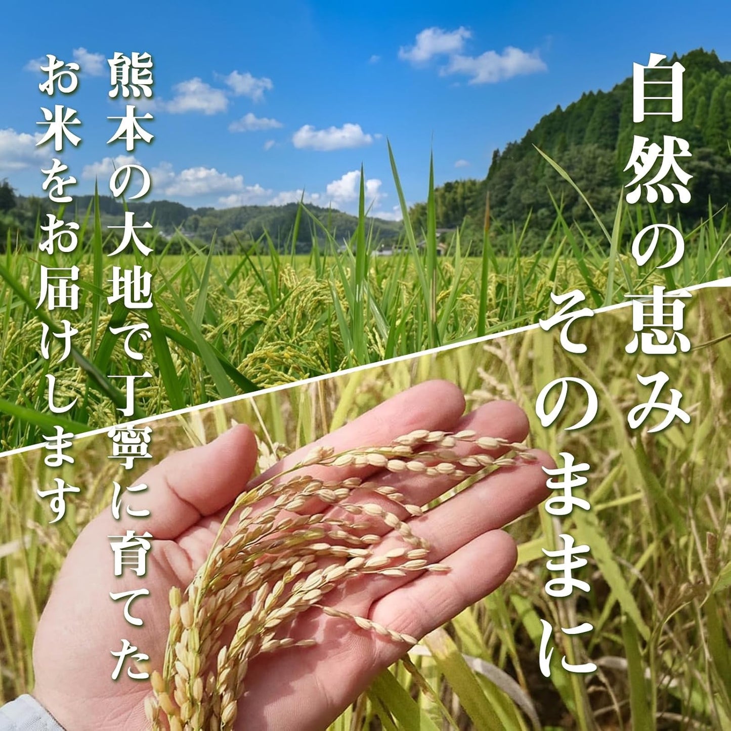 【令和7年新米】無農薬 玄米 ヒノヒカリ 熊本県産 無洗米 190万食以上の出荷実績 (5kg)