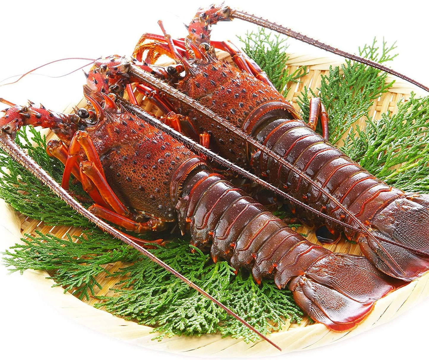 伊勢海老 【千葉県産】 4-6尾 約450g 冷凍 海老/プライドフィッシュ認定品 自宅用 小ぶりの伊勢えび/刺身 味噌汁 おせち 海鮮 エビ 伊勢エビ 伊勢えび
