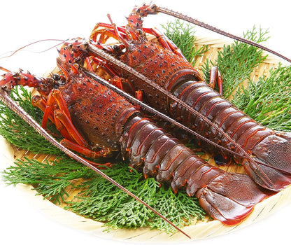 伊勢海老 【千葉県産】 4-6尾 約450g 冷凍 海老/プライドフィッシュ認定品 自宅用 小ぶりの伊勢えび/刺身 味噌汁 おせち 海鮮 エビ 伊勢エビ 伊勢えび