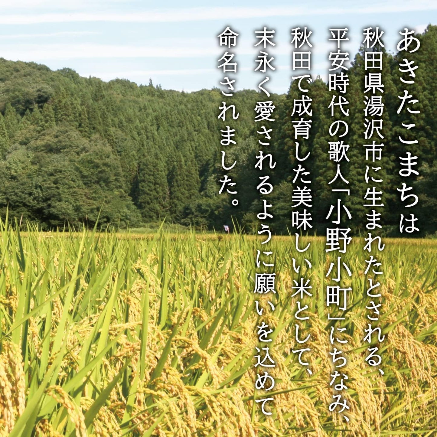 秋田県産 あきたこまち 無洗米 5kg 令和7年産