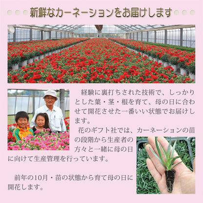 花のギフト社 母の日 花とスイーツ 花 鉢植え カーネーション 花鉢 プレゼント お菓子 スイーツ