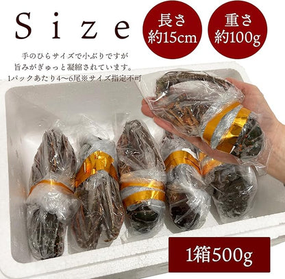伊勢海老 【千葉県産】 4-6尾 約450g 冷凍 海老/プライドフィッシュ認定品 自宅用 小ぶりの伊勢えび/刺身 味噌汁 おせち 海鮮 エビ 伊勢エビ 伊勢えび