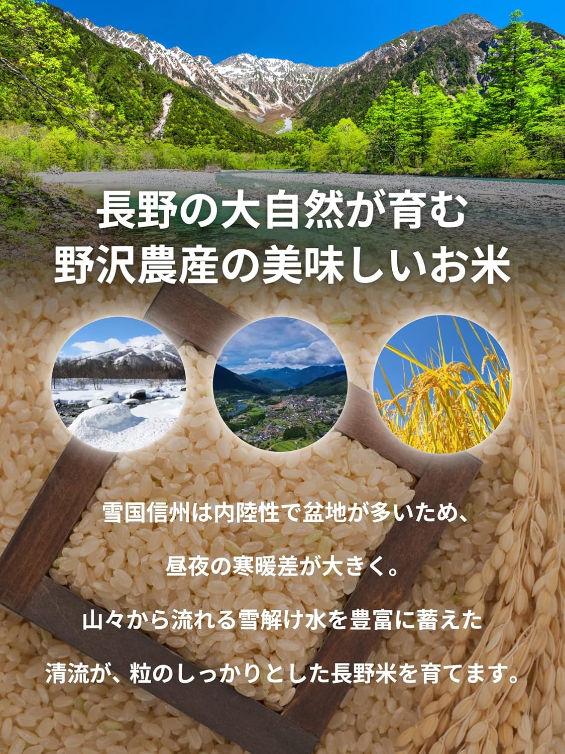 野沢農産 米 コシヒカリ 令和7年産 長野県産 (5kg, 玄米)